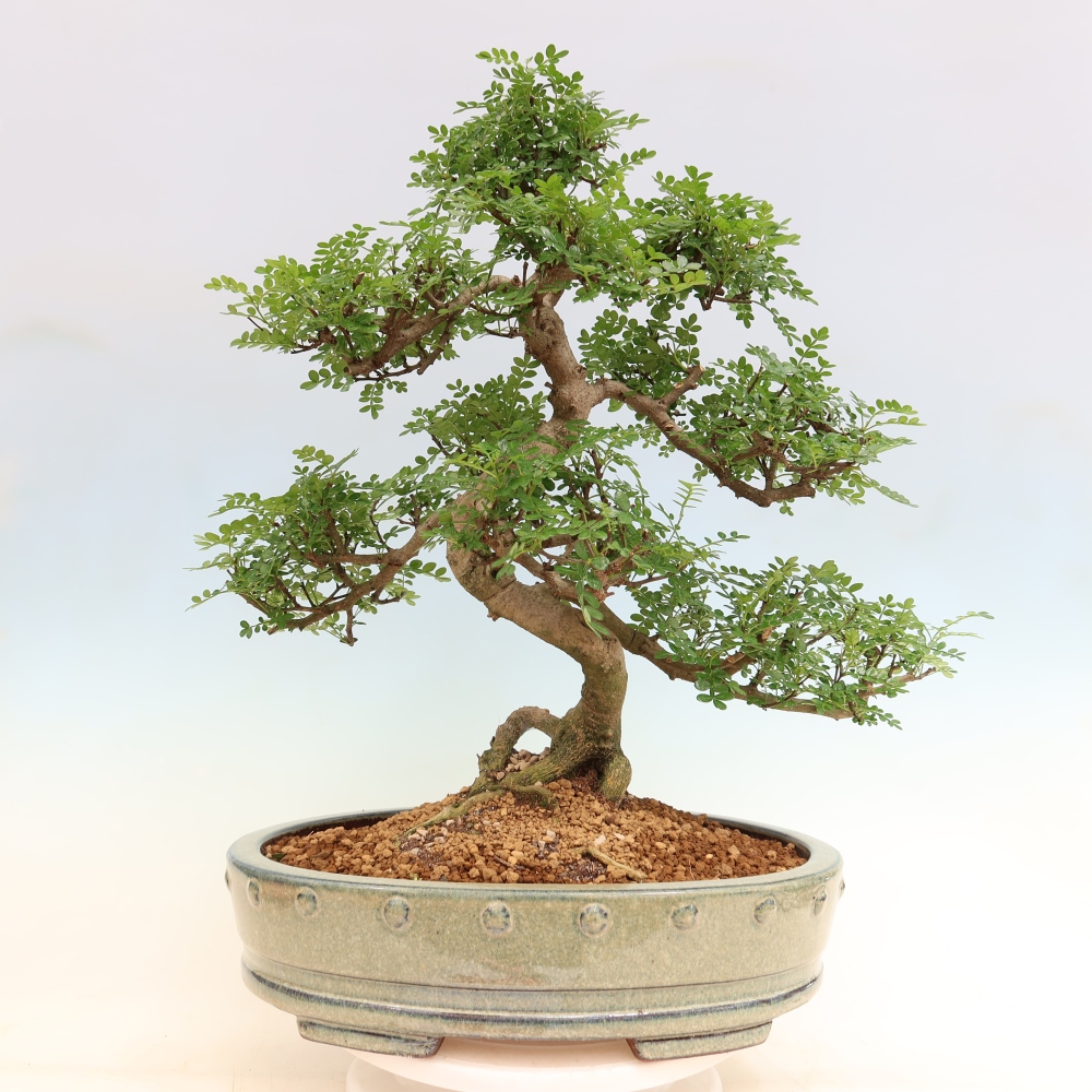 Zimmer Bonsai - Zantoxylum piperitum - Pfefferbaum