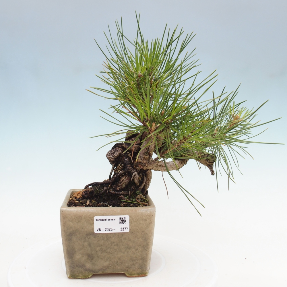Bonsai für draußen - Pinus thunbergii - Thunberg-Kiefer