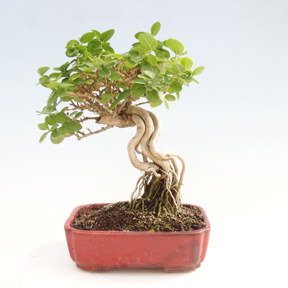 Zimmerbonsai - Premna serratifolia - Kozlovna malolista