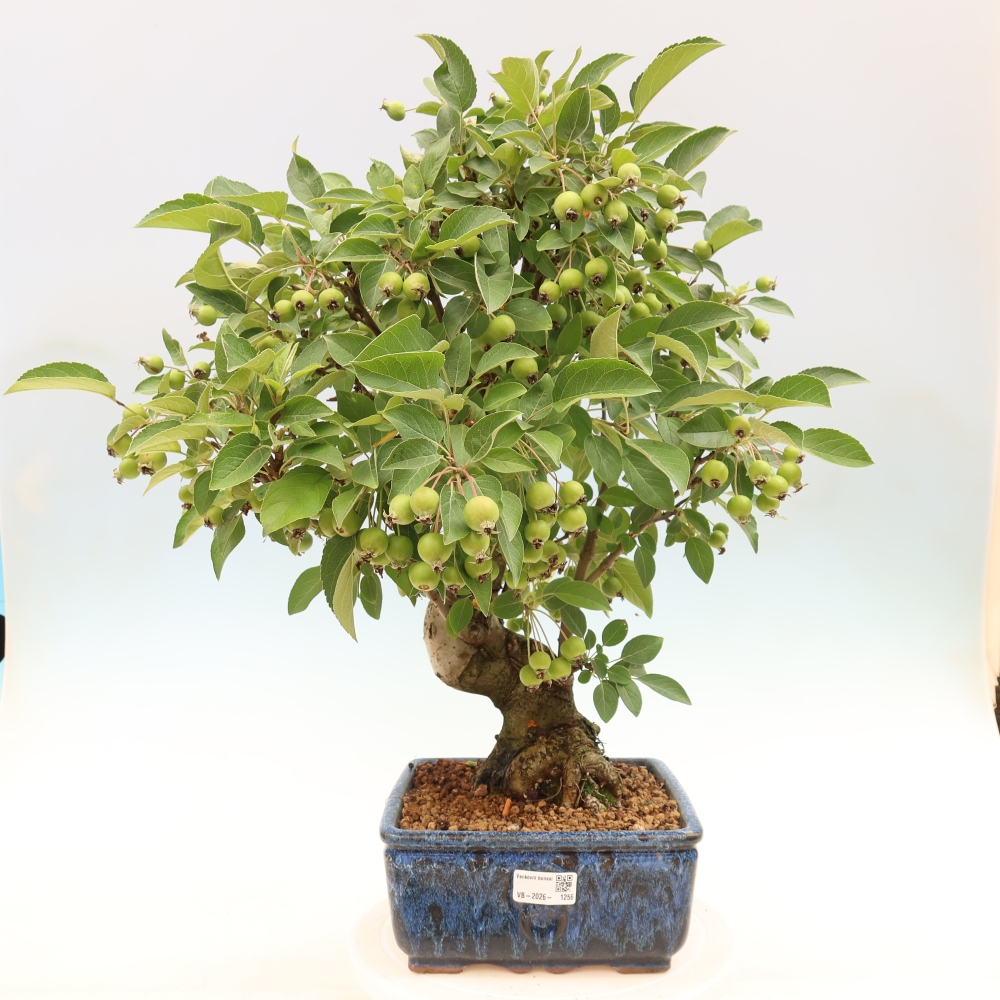 Outdoor-Bonsai -Malus halliana - Kleinfrüchtiger Apfelbaum