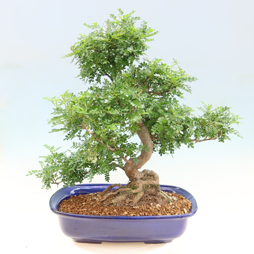 Zimmer Bonsai - Zantoxylum piperitum - Pfefferbaum