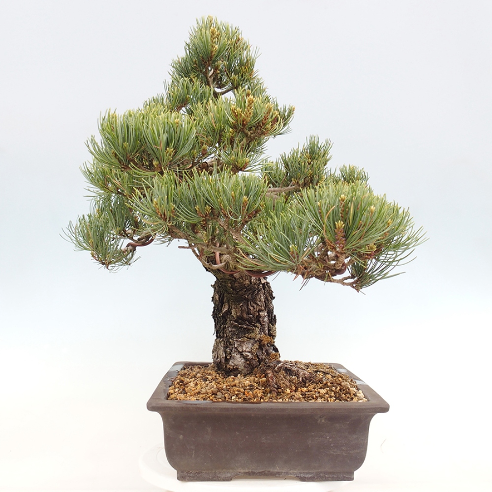 Bonsai für draußen - Pinus parviflora - Pinus parviflora