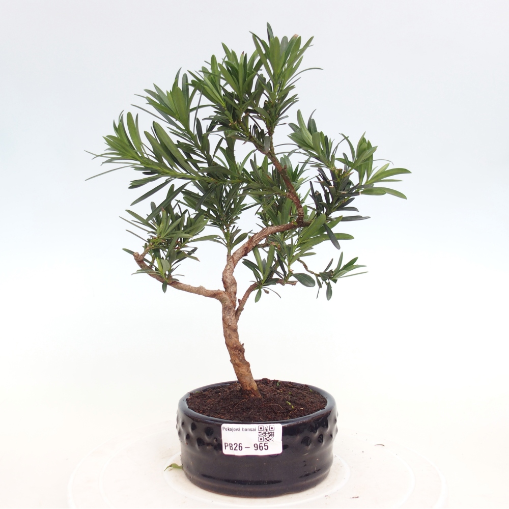 Zimmerbonsai - Podocarpus - Stein-Eibe