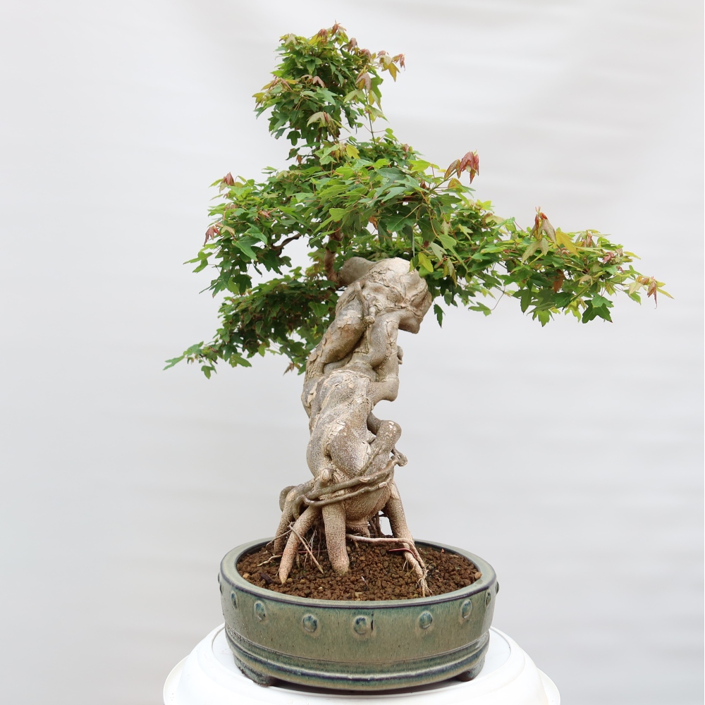 Bonsai für draußen - Ahorn Burger - Acer Burgerianum