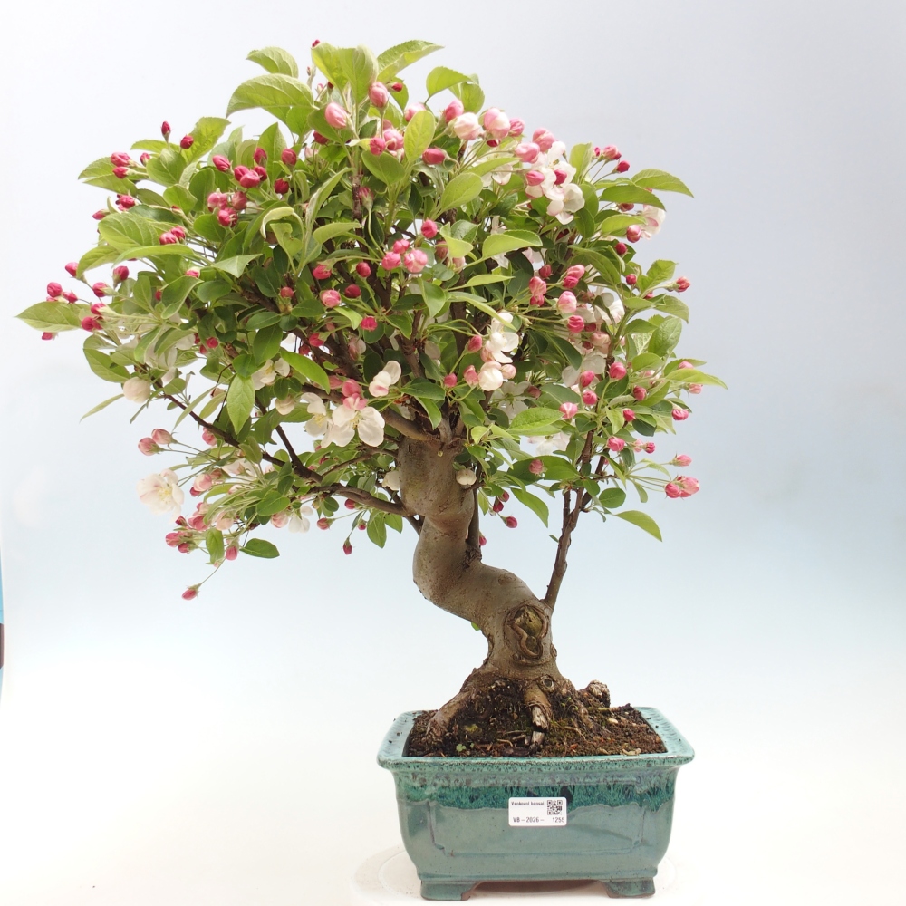 Outdoor-Bonsai -Malus halliana - Kleinfrüchtiger Apfelbaum