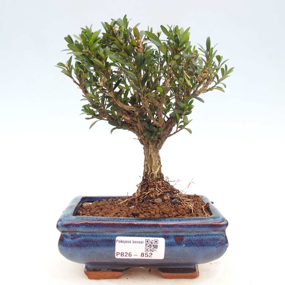 Zimmer Bonsai - Buxus harlandii - Korkbuxus