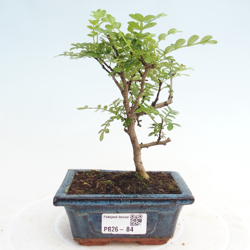 Zimmer Bonsai - Zantoxylum piperitum - Pfefferbaum