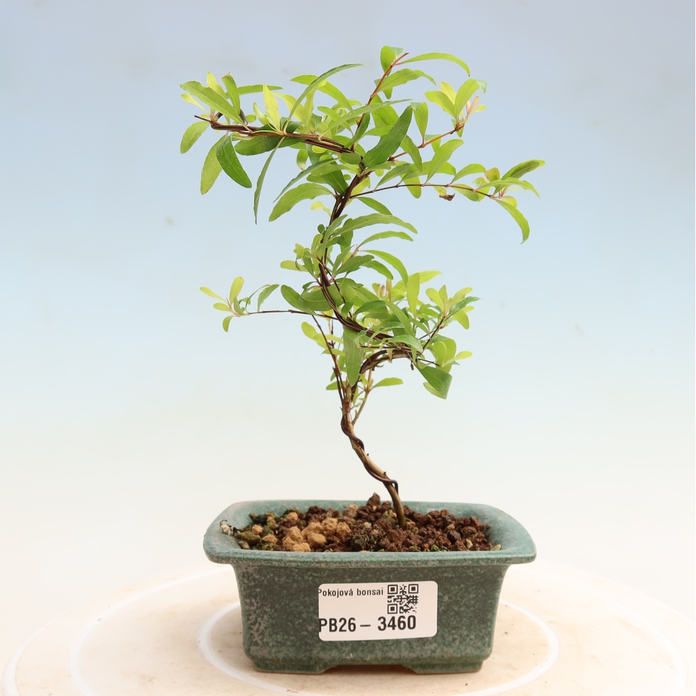 Zimmer-Bonsai-PUNICA granatum nana-Apfel-Granatapfel