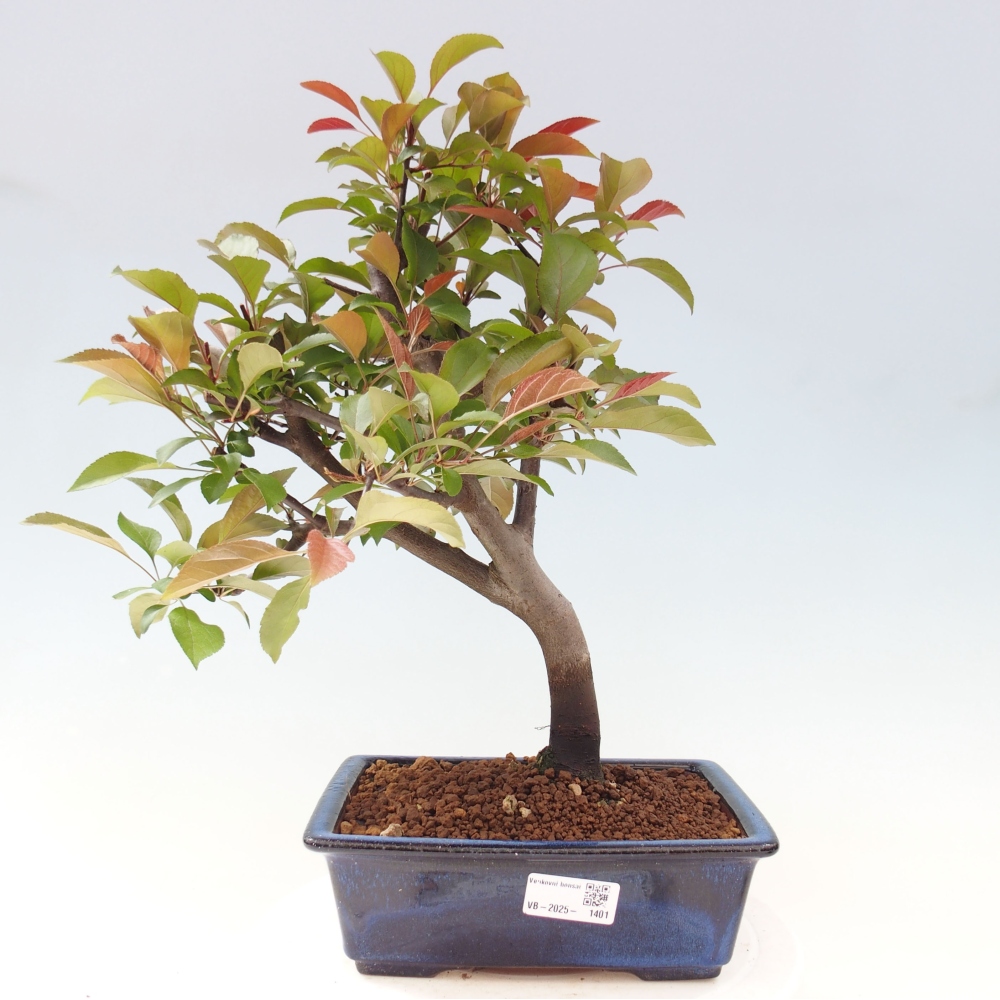 Outdoor-Bonsai -Malus domestica - Kleinfrüchtiger rotblättriger Apfelbaum