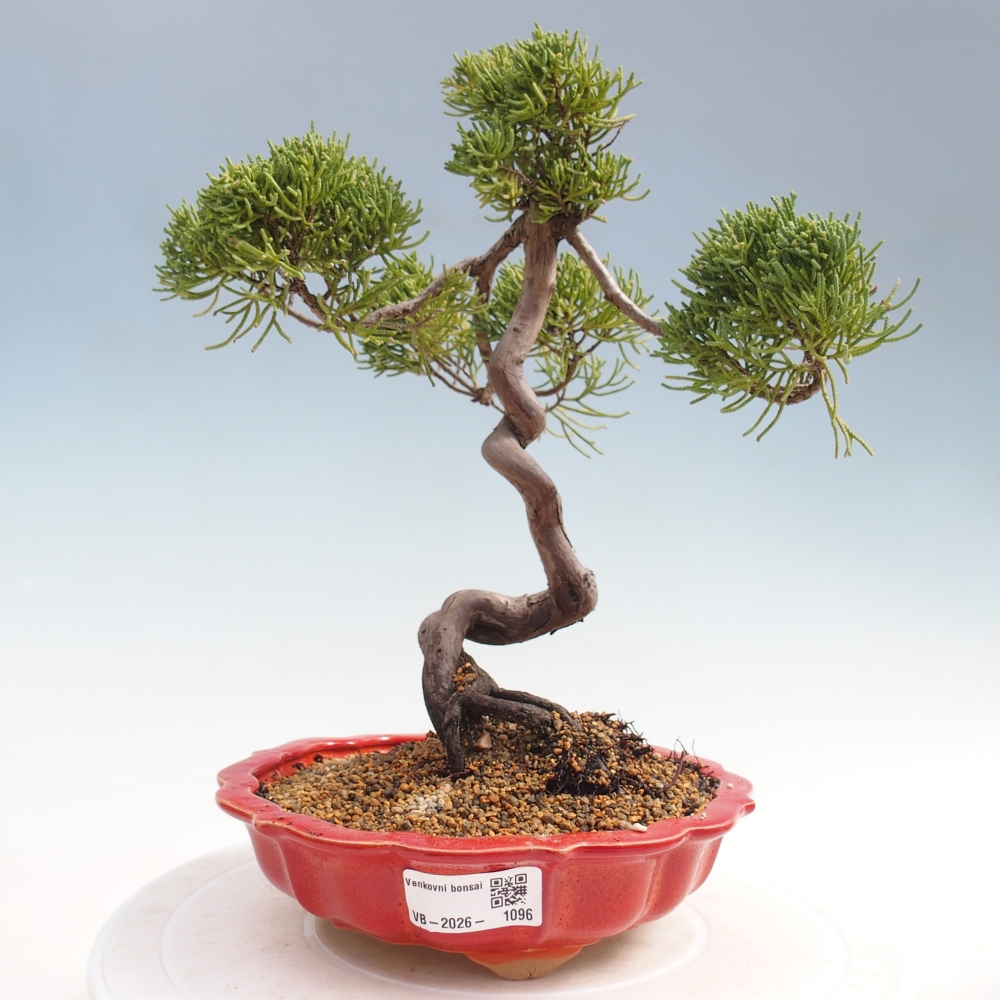 Bonsai für draußen - Juniperus chinensis Kishu