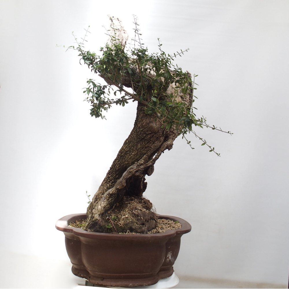 Zimmerbonsai - Olea europaea sylvestris