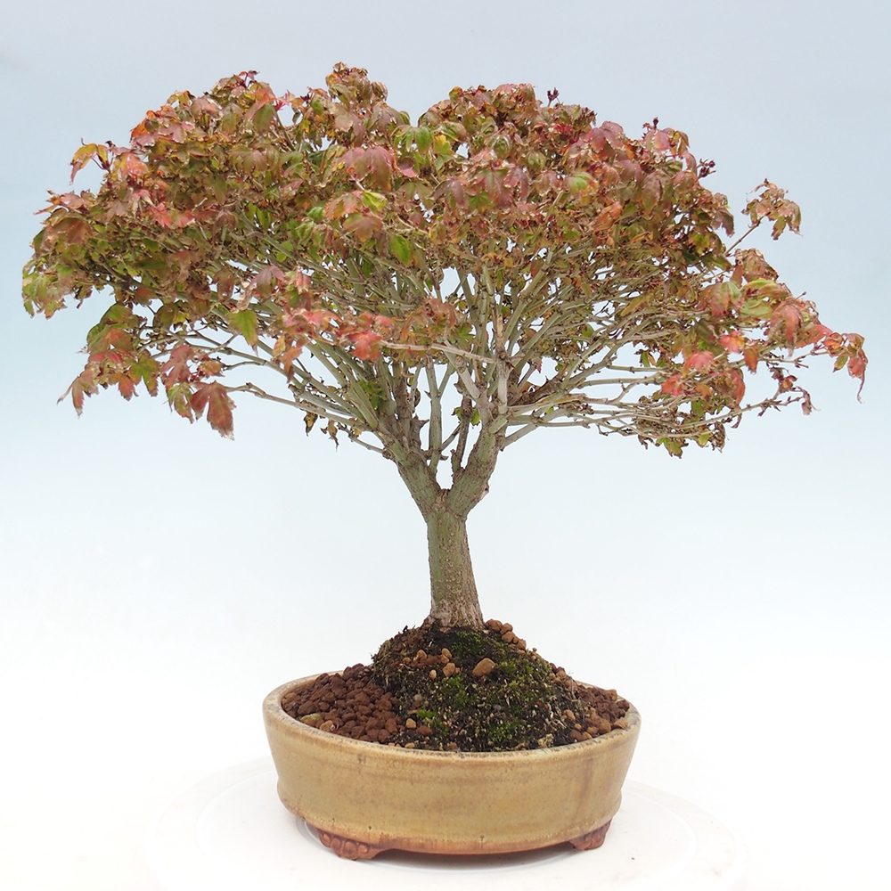 Acer palmatum KIOHIME - Palmetto-Ahorn