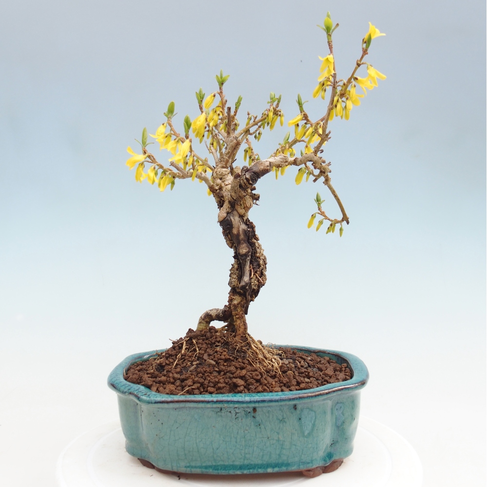 Bonsai für draußen - Zlatice - Forsythia koreana