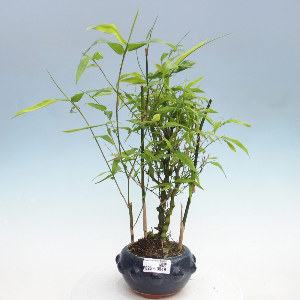 Zimmer Bonsai - Bambus budha-Bambus budha bauch