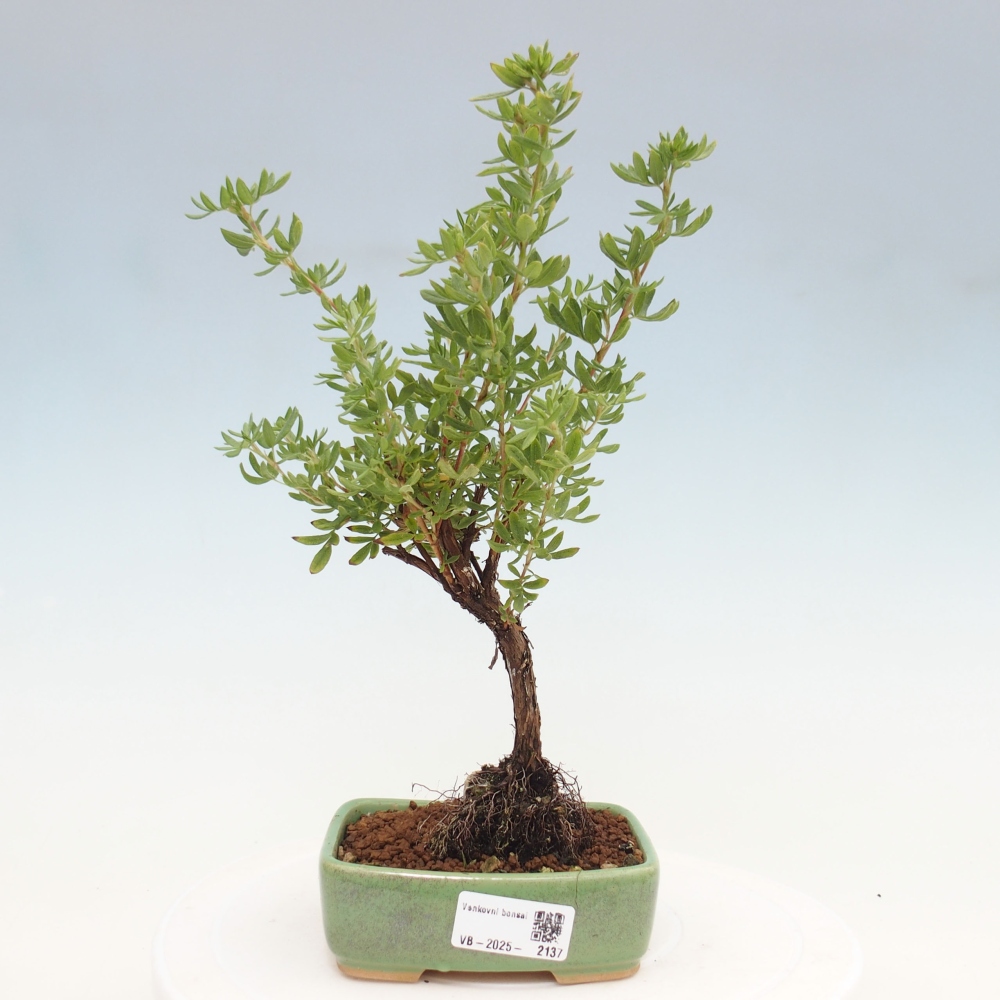 Bonsai für draußen - Potentila fruticosa gelber Vogel