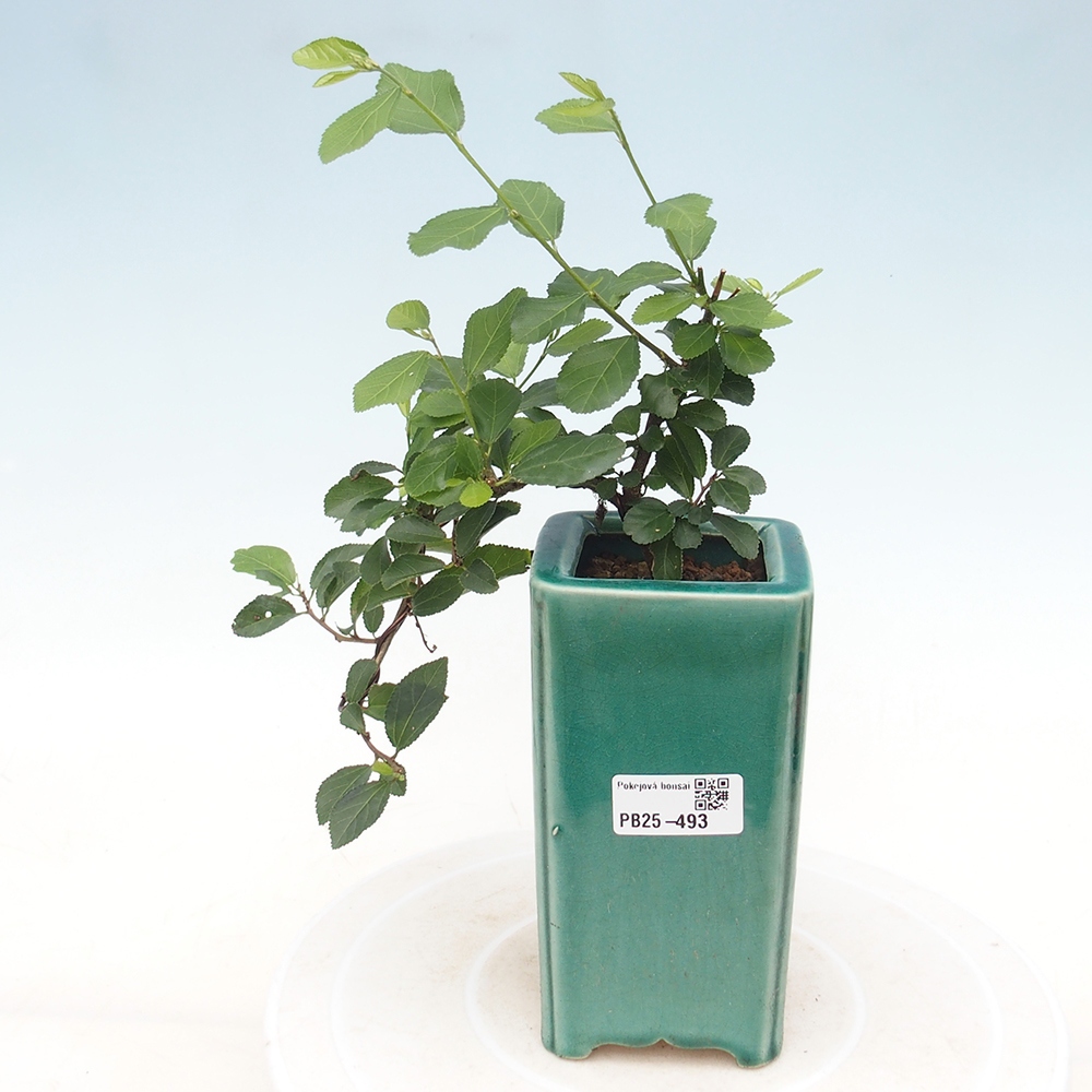 Zimmerbonsai - Grewia occidentalis - Lavendel Seestern