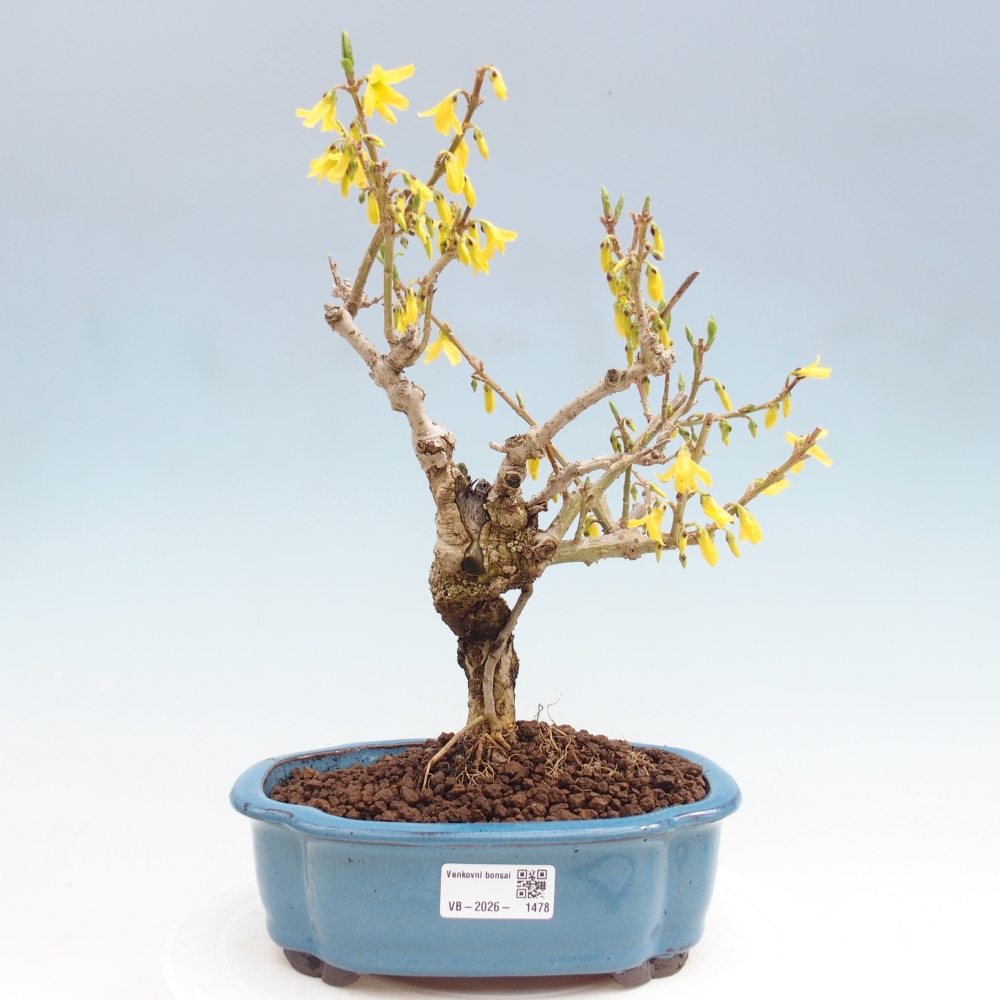 Bonsai für draußen - Zlatice - Forsythia koreana