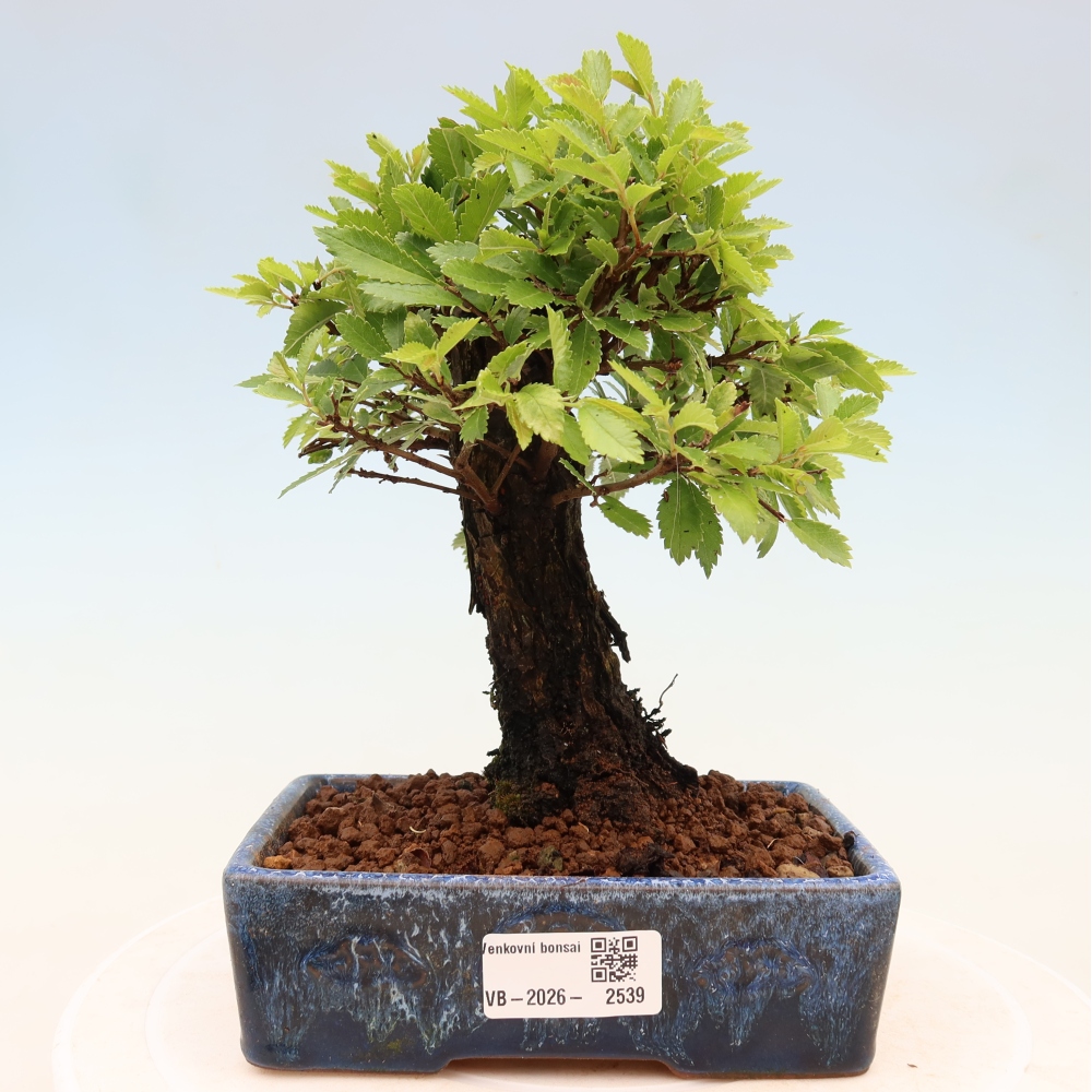 Bonsai für draußen - Zelkova - Zelkova NIRE