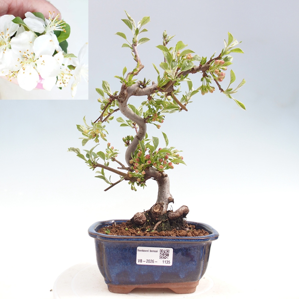 Outdoor Bonsai - Malus sargentii - Kleinfrüchtiger Apfelbaum