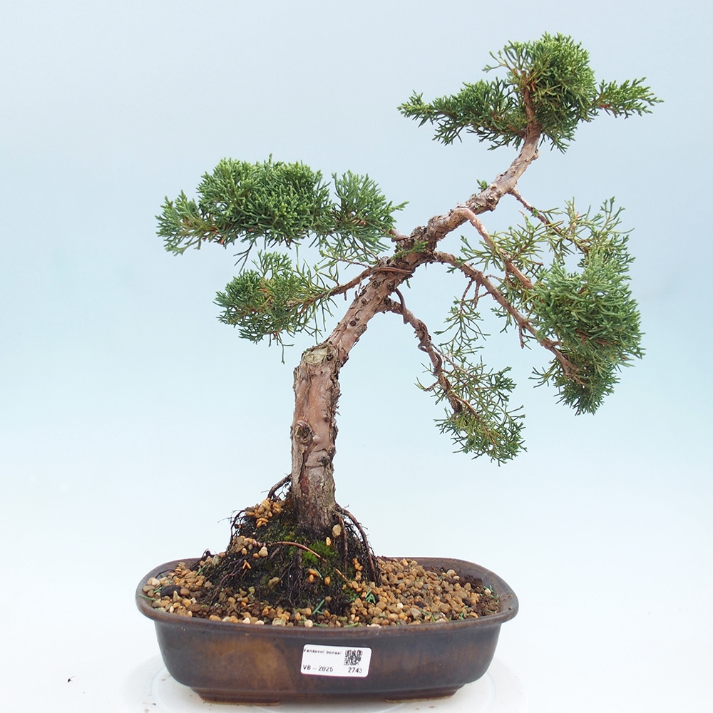 Bonsai für draußen - Juniperus chinensis Kishu