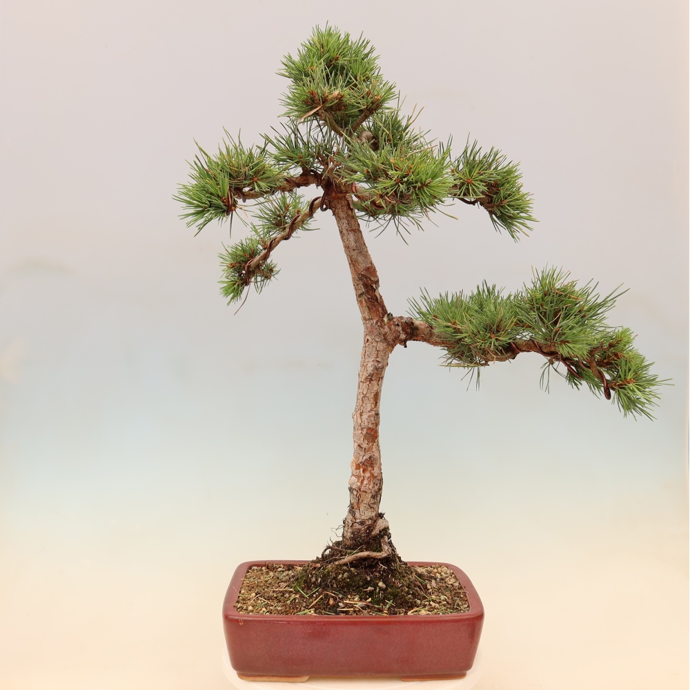 Bonsai für draußen - Pinus Sylvestris Watererri - Waldkiefer