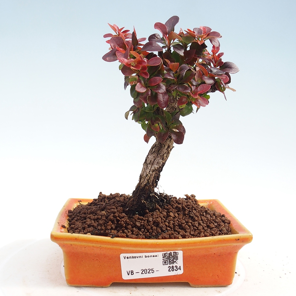 Bonsai für draußen - Berberis Thunbergii Bagatelle