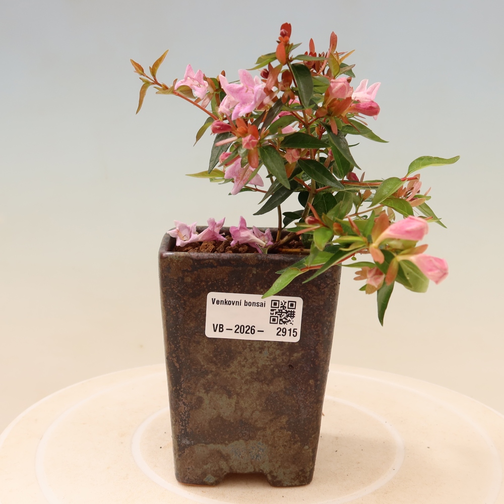 Bonsai für den Außenbereich – Abelia Edward Goucher – Großblumige Abelia