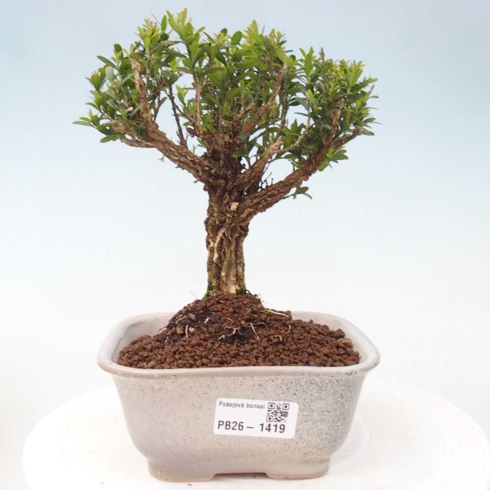 Zimmer Bonsai - Buxus harlandii - Korkbuxus