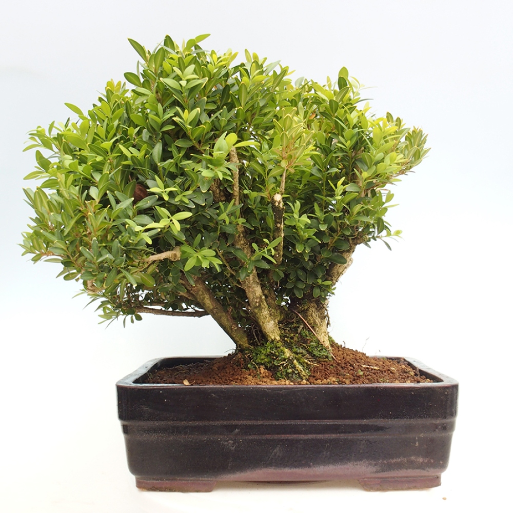 Bonsai für draußen - Buxus sempervirens - Buchsbaum