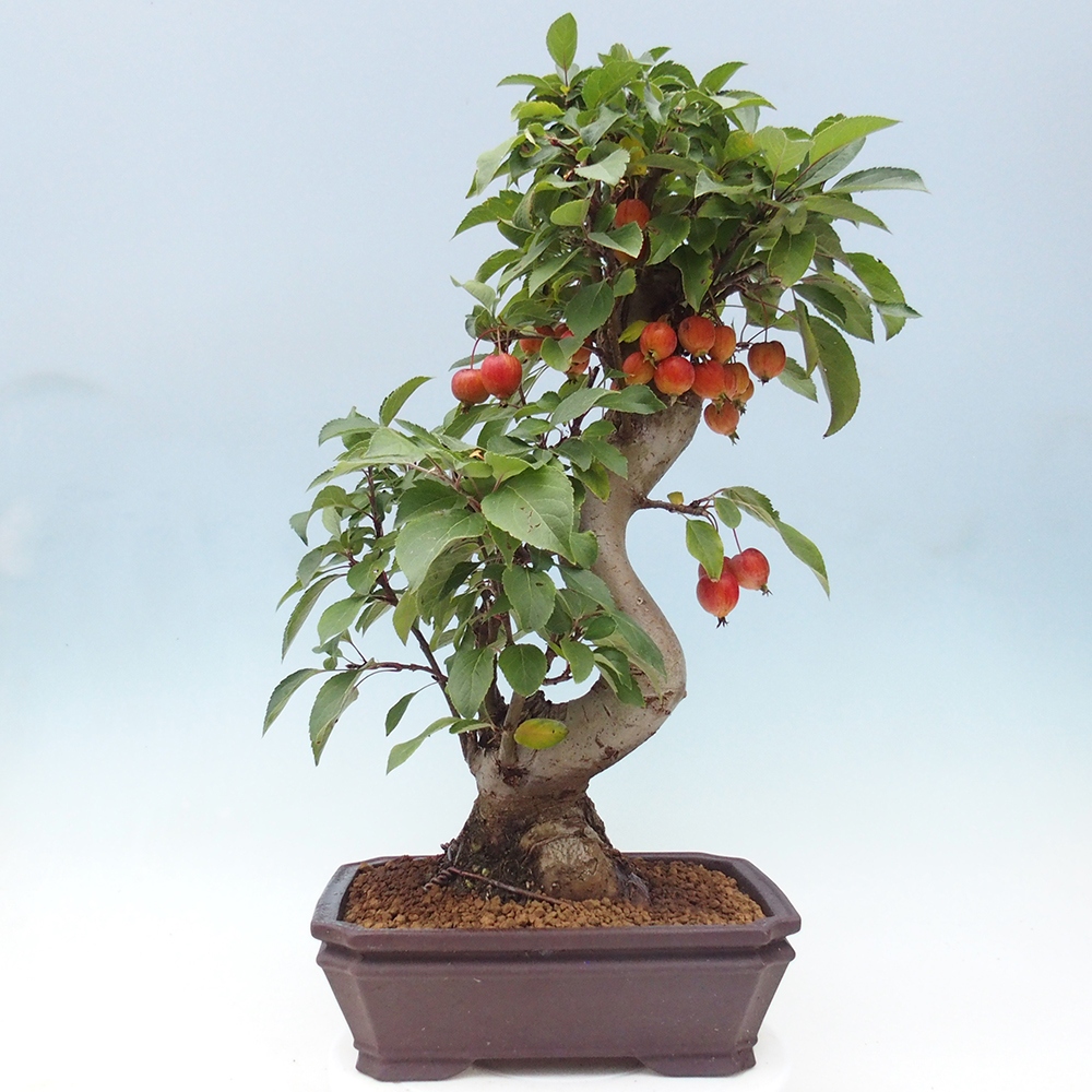 Outdoor-Bonsai -Malus halliana - Kleinfrüchtiger Apfelbaum