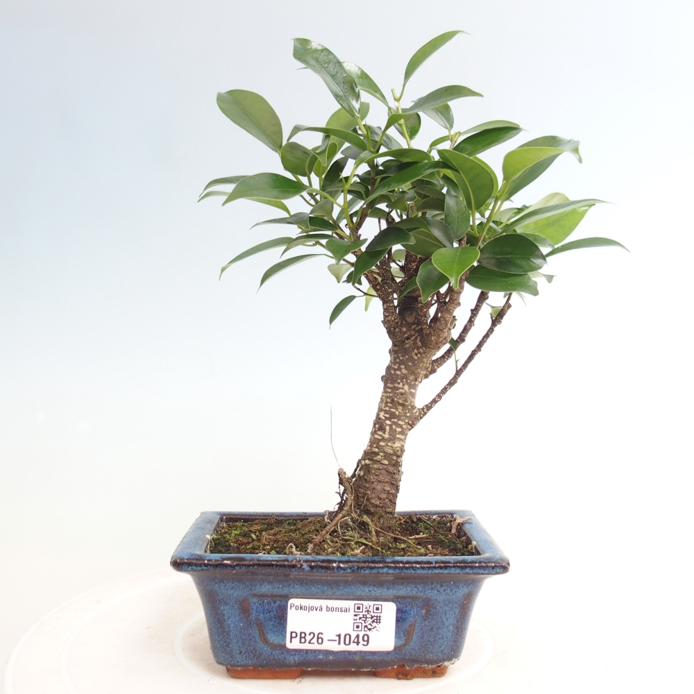 Zimmer Bonsai Ficus retusa kimmen