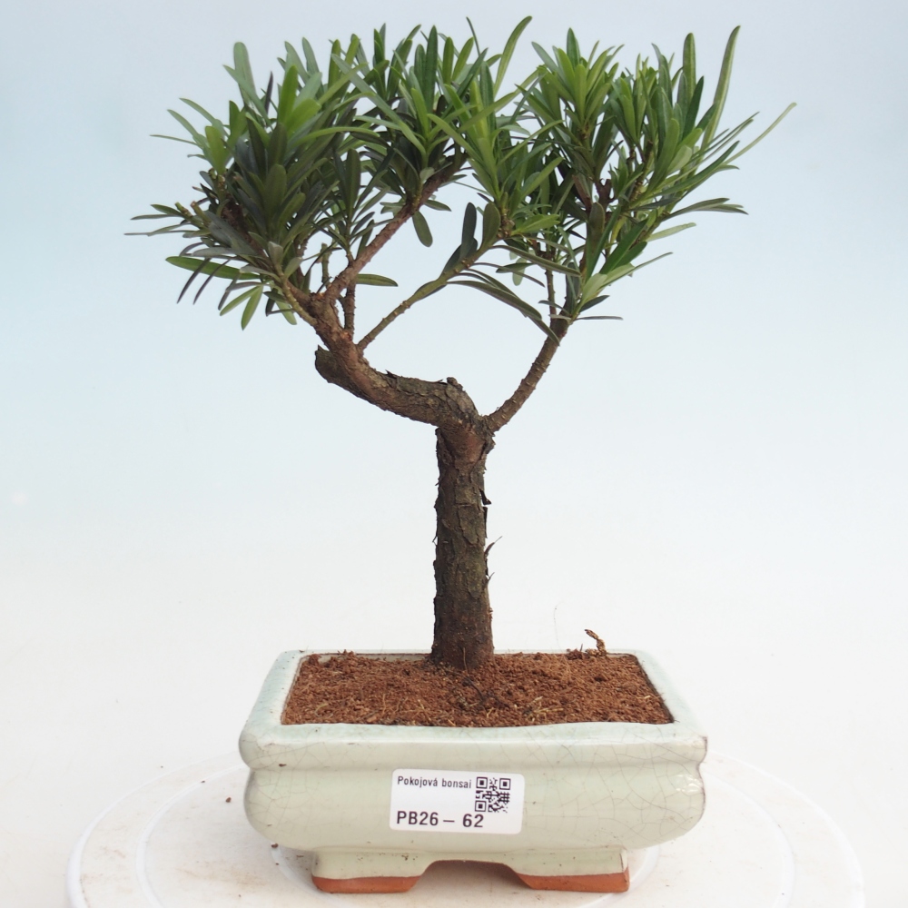 Zimmerbonsai - Podocarpus - Stein-Eibe
