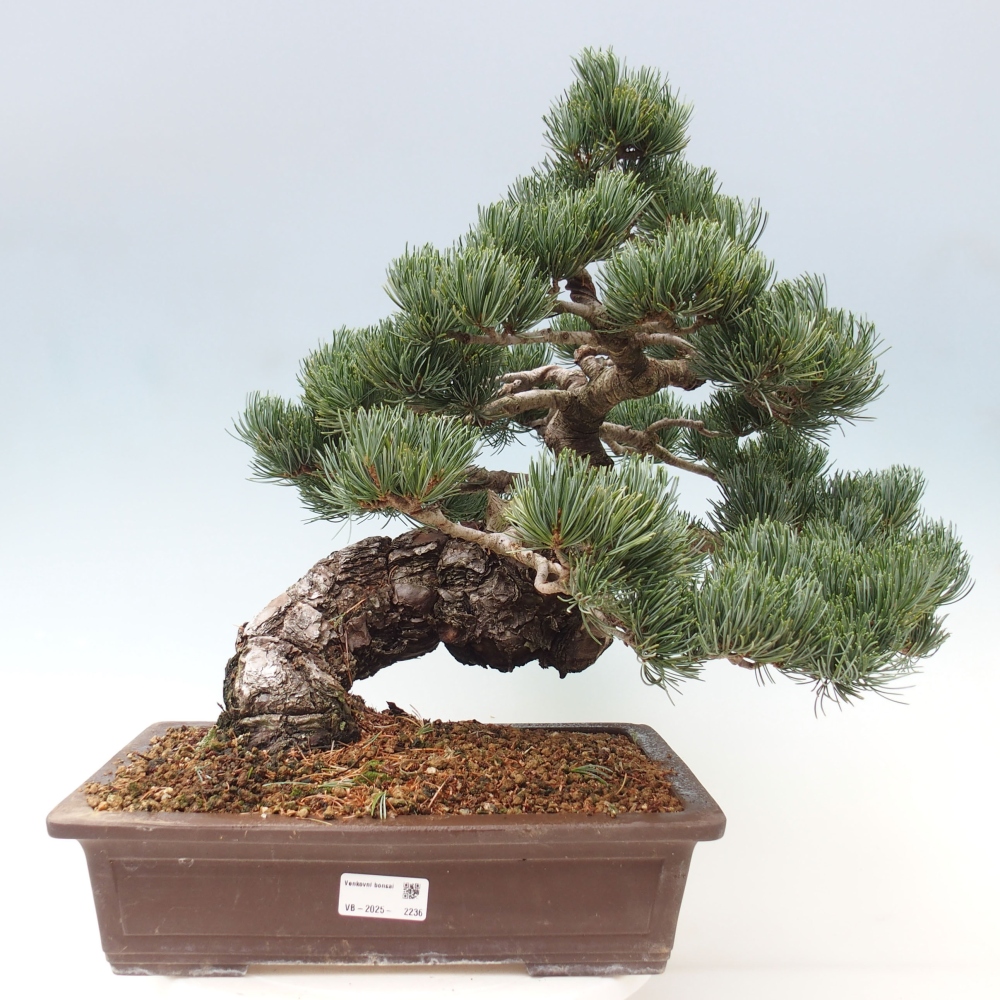 Bonsai für draußen - Pinus parviflora - Pinus parviflora