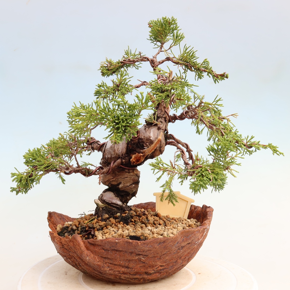 Bonsai für draußen - Juniperus chinensis Itoigawa-Juniperus chinensis