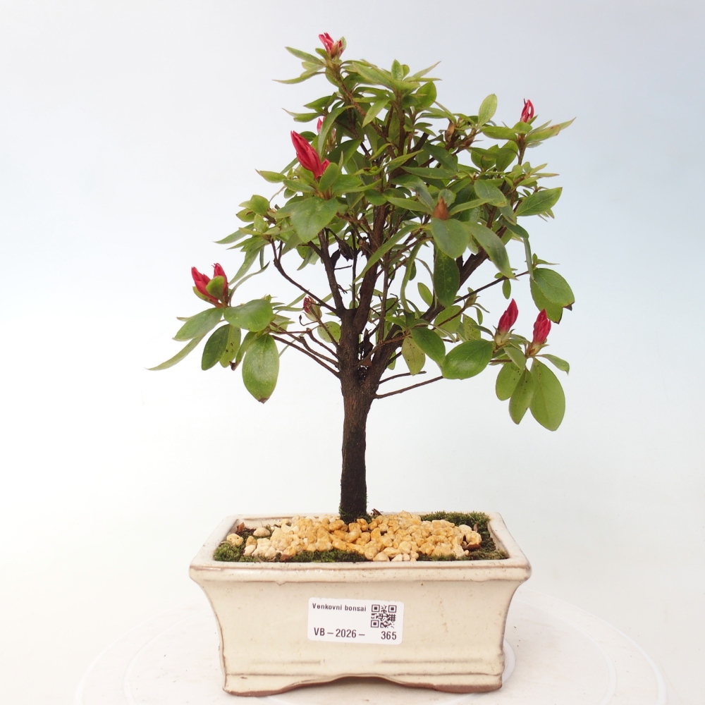 Bonsai für draußen - Japanische Azalee - Azalea sp.