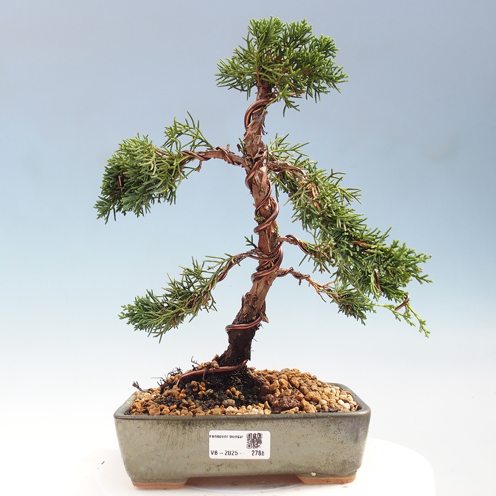 Bonsai für draußen - Juniperus chinensis Kishu