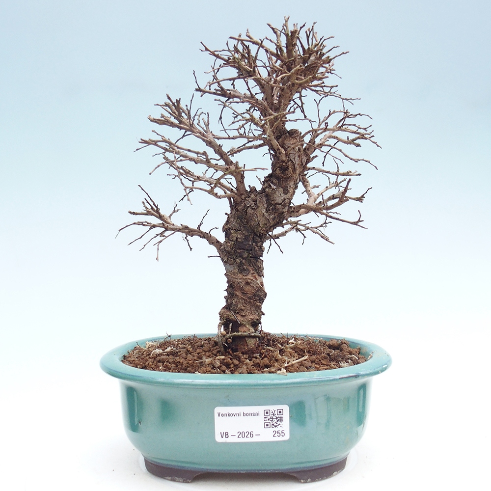 Bonsai für draußen - Zelkova - Zelkova NIRE