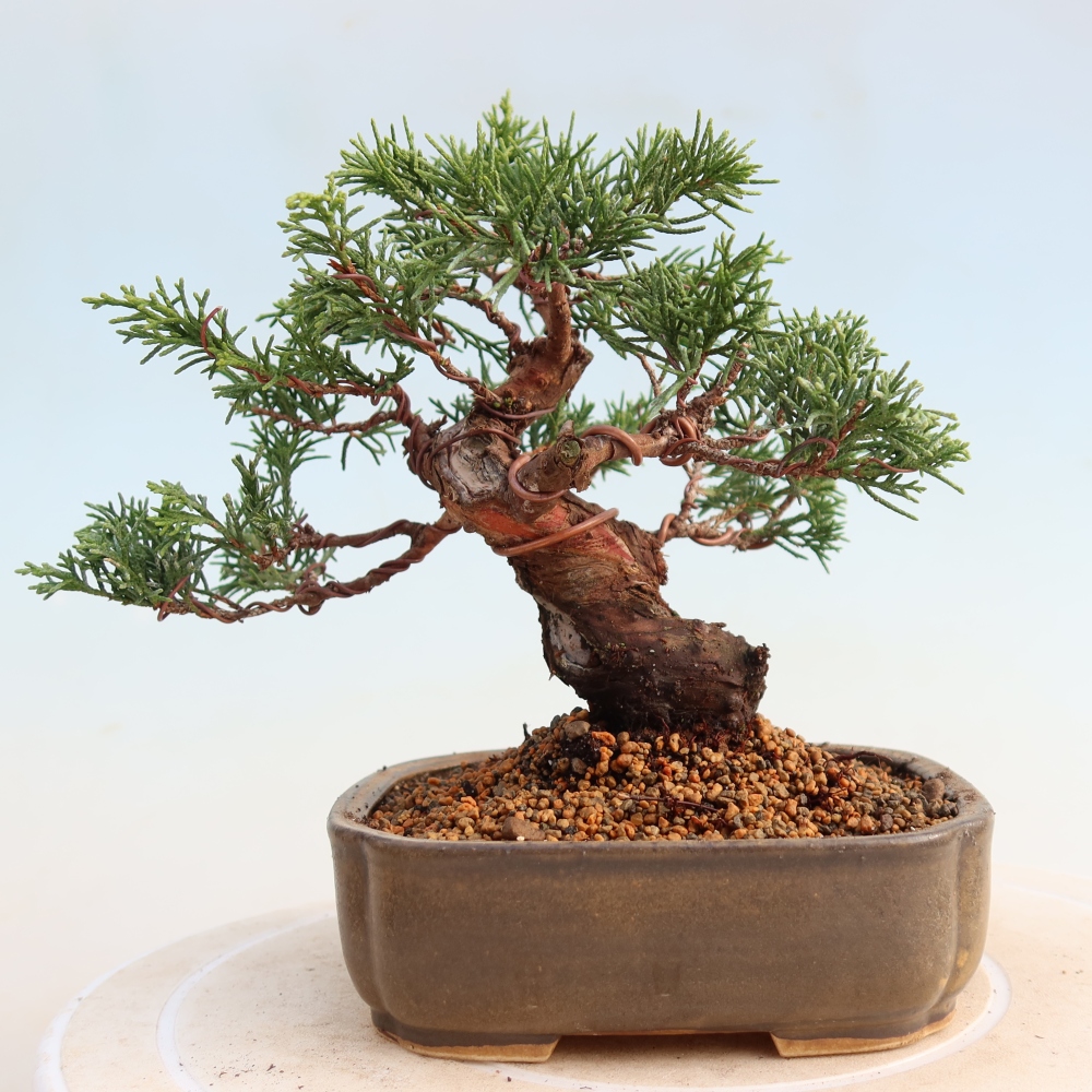 Bonsai für draußen - Juniperus chinensis Itoigawa