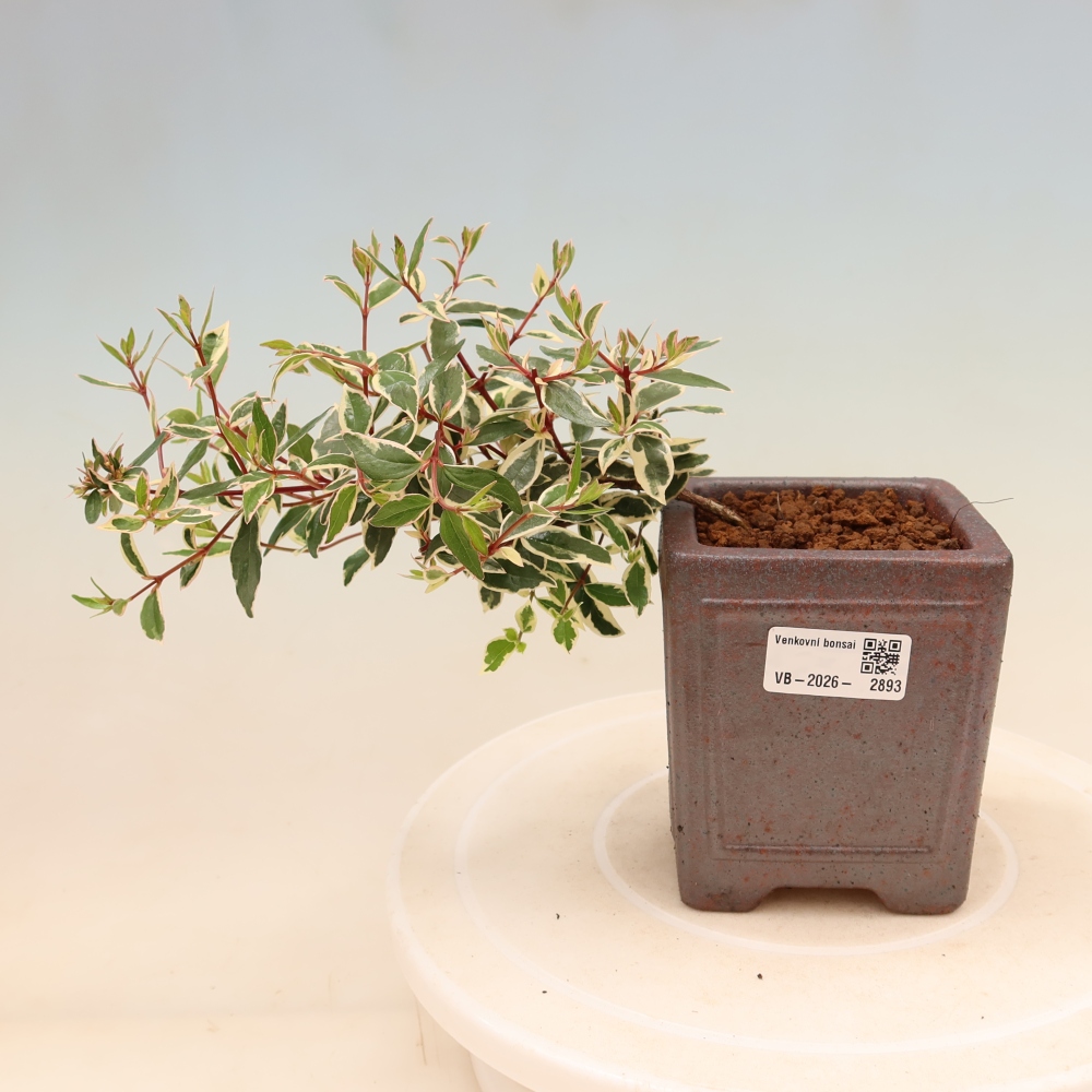 Bonsai für den Außenbereich – Abelia gr. Confetti – Großblütige Abelie