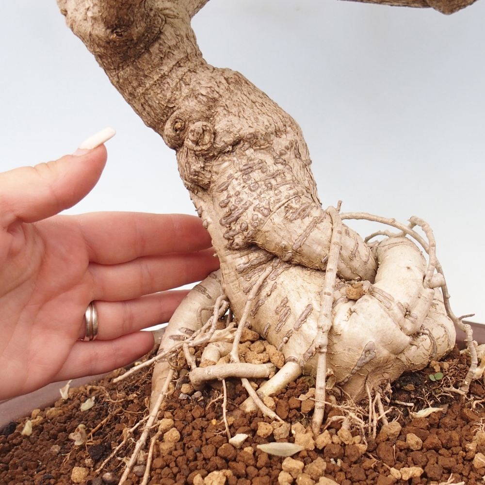 Bonsai für draußen - Vistaria - Glyzinie