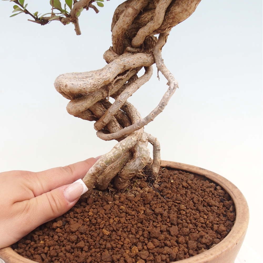Bonsai für draußen - Berberis coreana