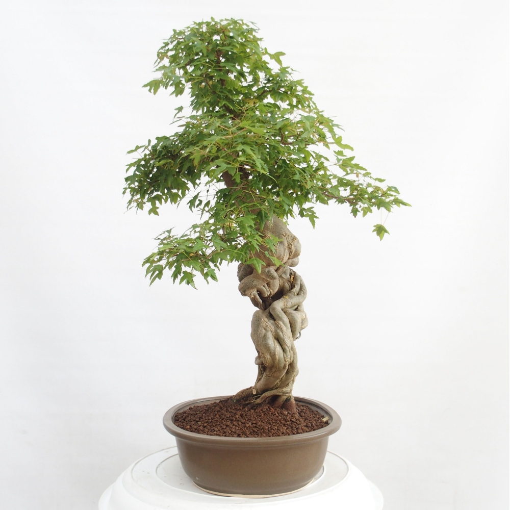 Bonsai für draußen - Acer Buergerianum - Bergahorn