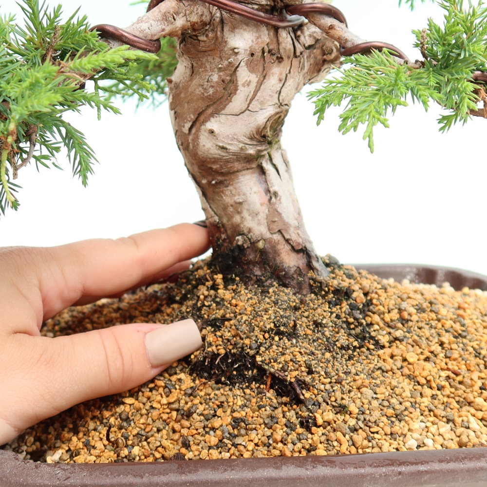Bonsai für draußen - Juniperus chinensis Itoigawa-Juniperus chinensis