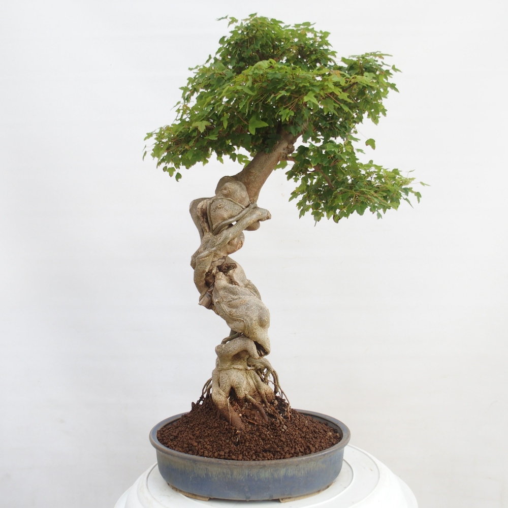 Bonsai für draußen - Acer Buergerianum - Bergahorn