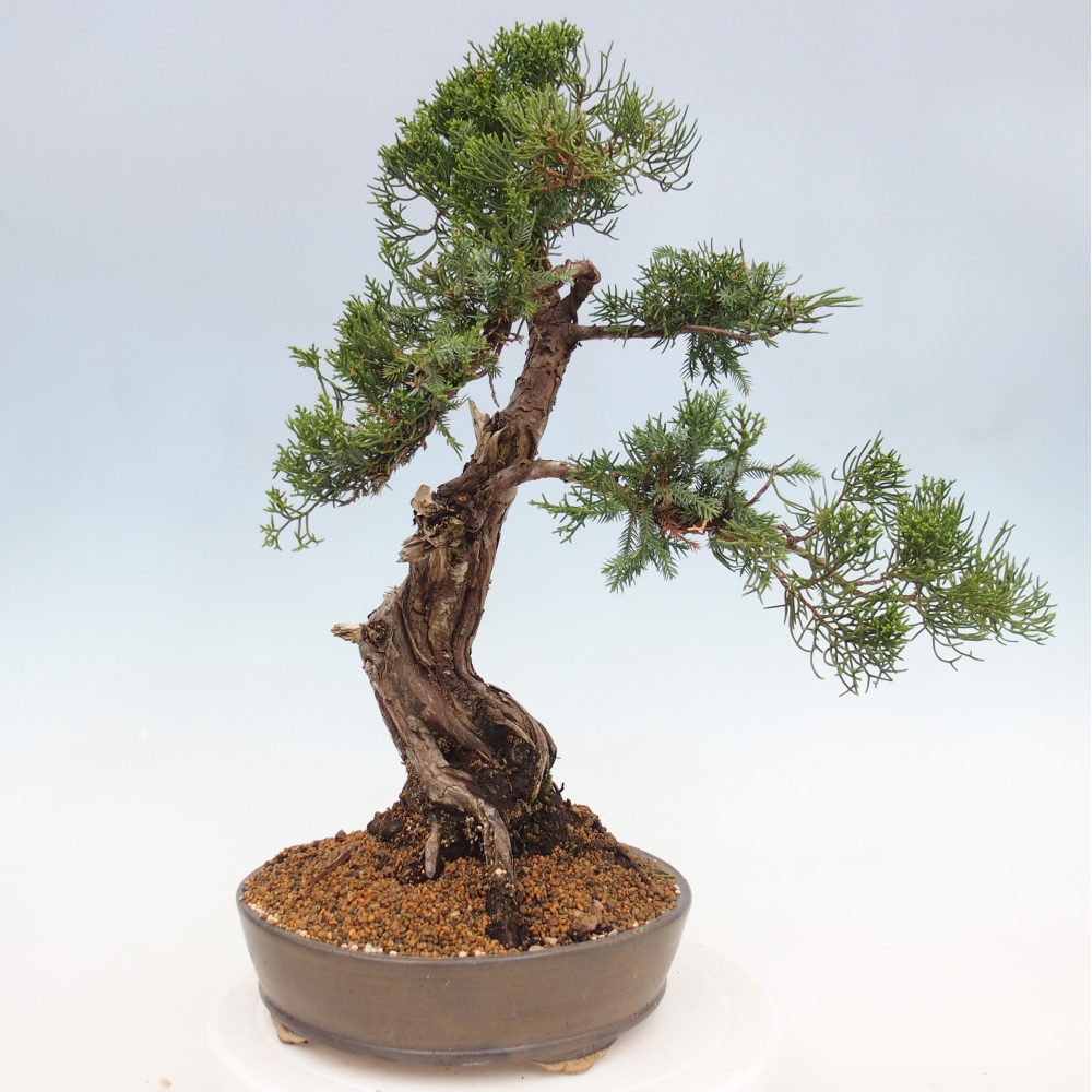 Bonsai für draußen - Juniperus chinensis Itoigawa