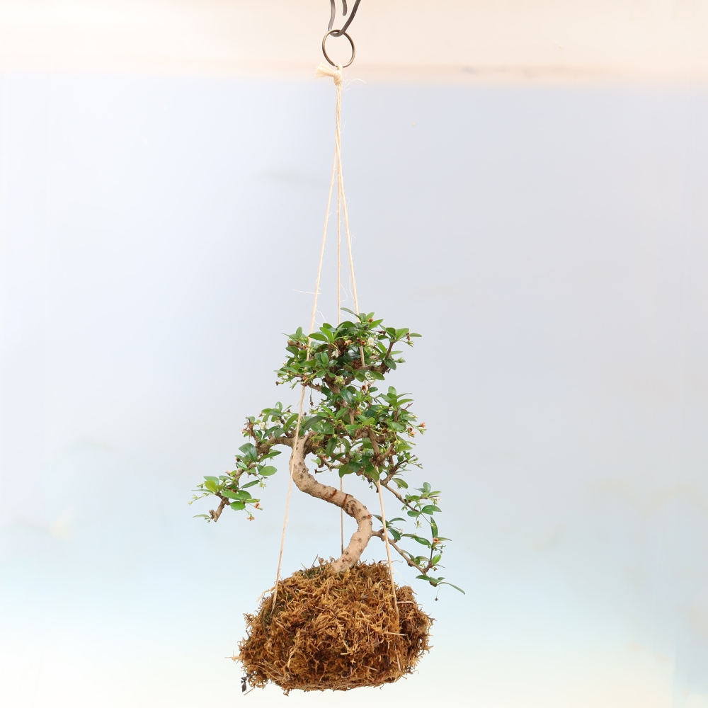 Kokedama in Keramik - Tee-Fuki - Carmona macrophylla