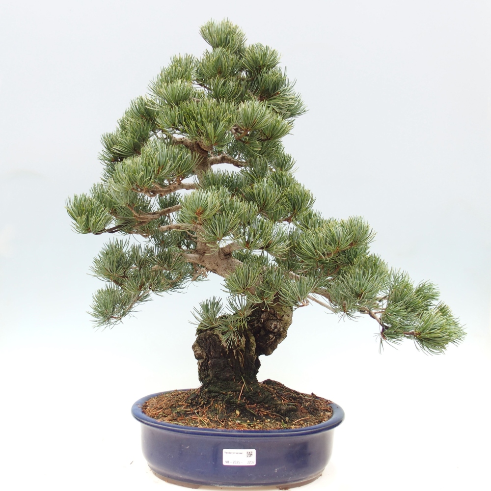 Bonsai für draußen - Pinus parviflora - Pinus parviflora