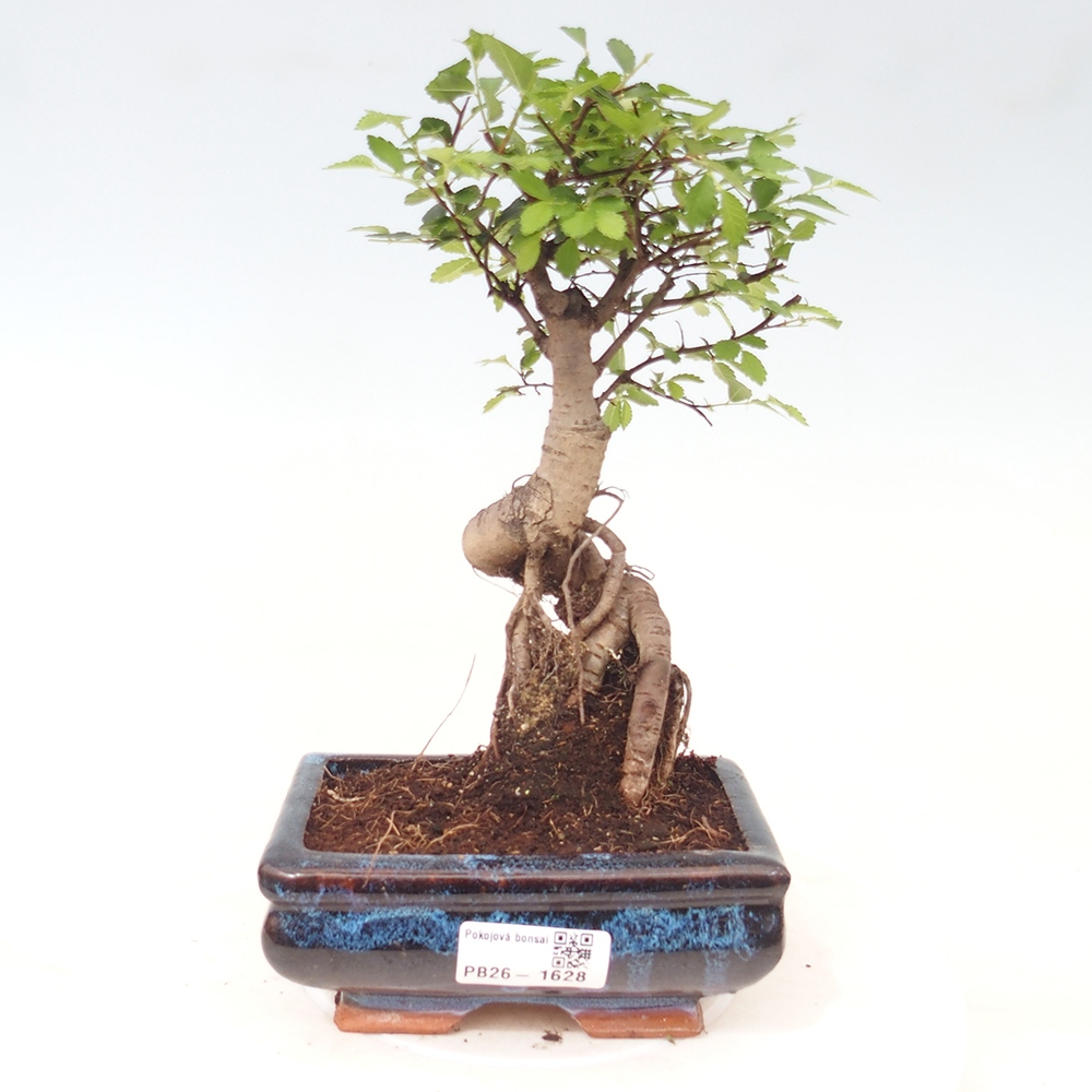 Zimmerbonsai - Ulmus parvifolia - Kleinblättrige Ulme