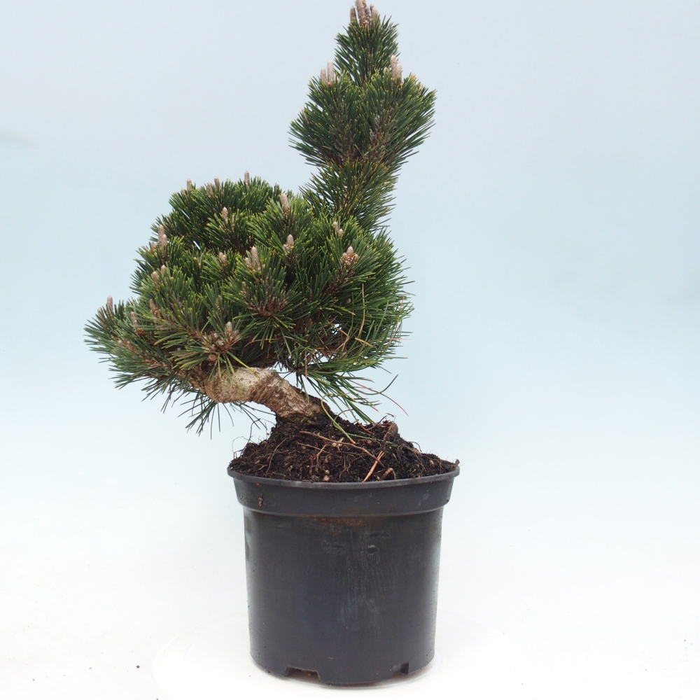 Bonsai für draußen - Pinus thunbergii senjyumaru - Thunberg-Kiefer