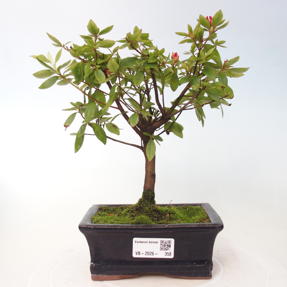 Bonsai für draußen - Japanische Azalee - Azalea sp.